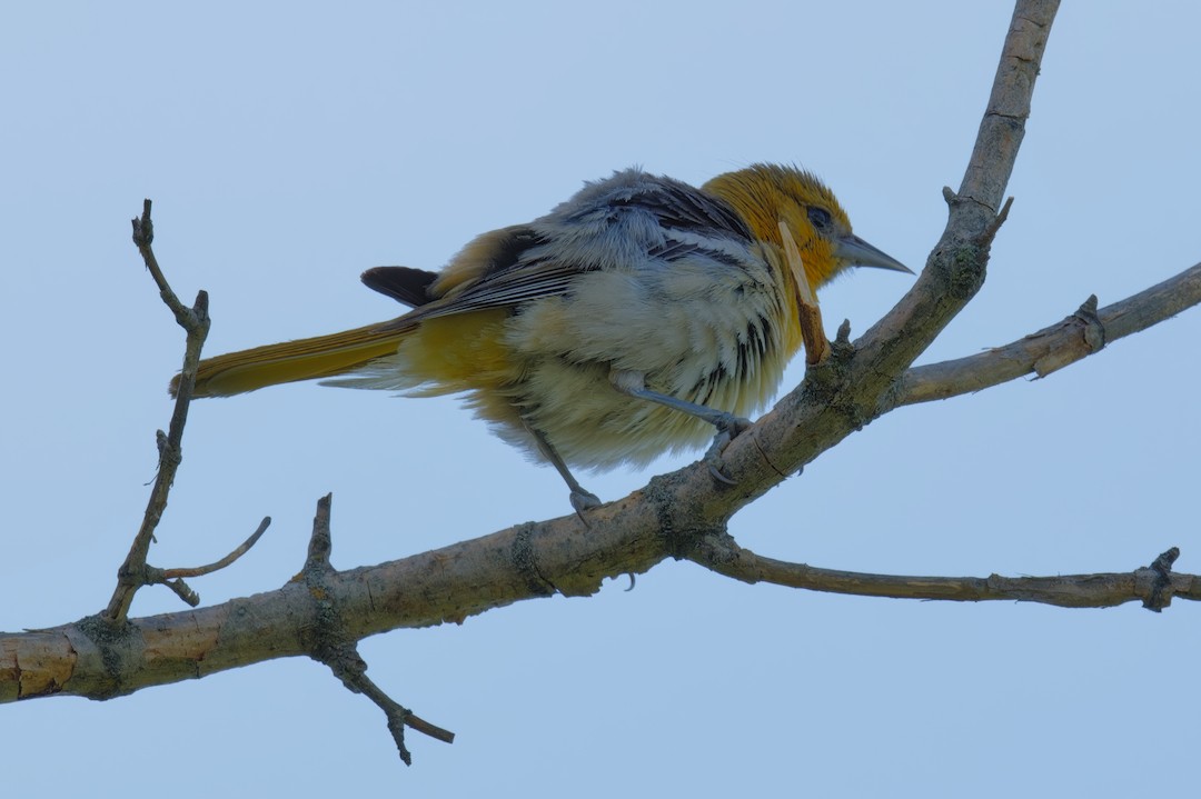 Bullock's Oriole - ML638312769