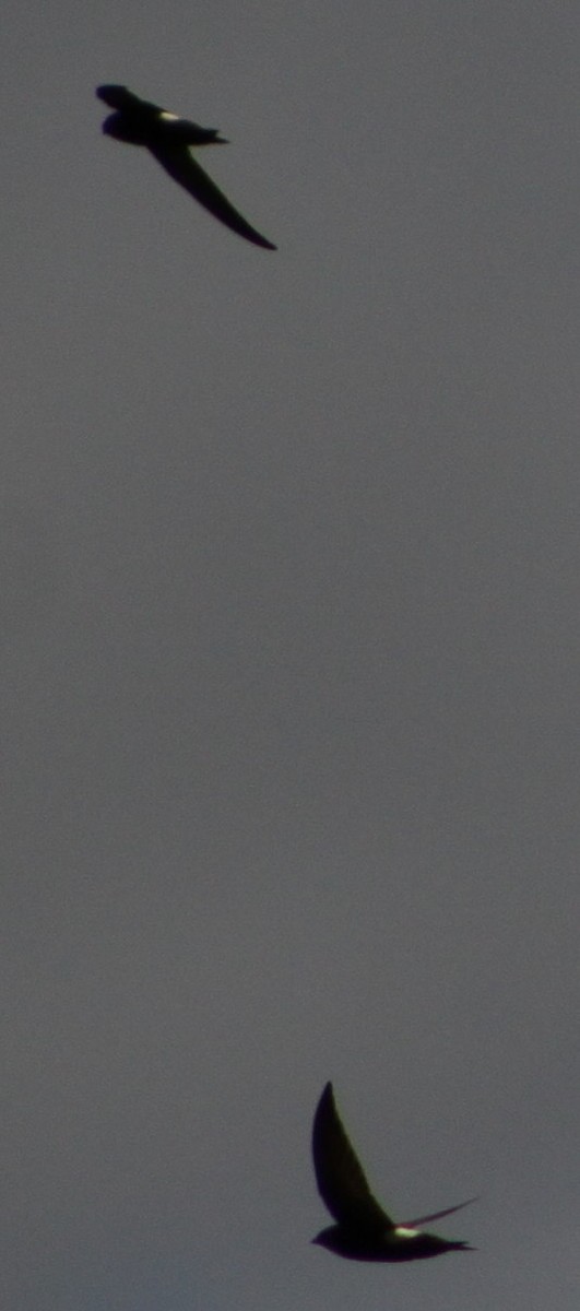 Horus Swift - ML638312773