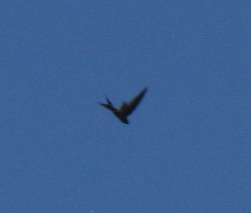 Horus Swift - ML638312774