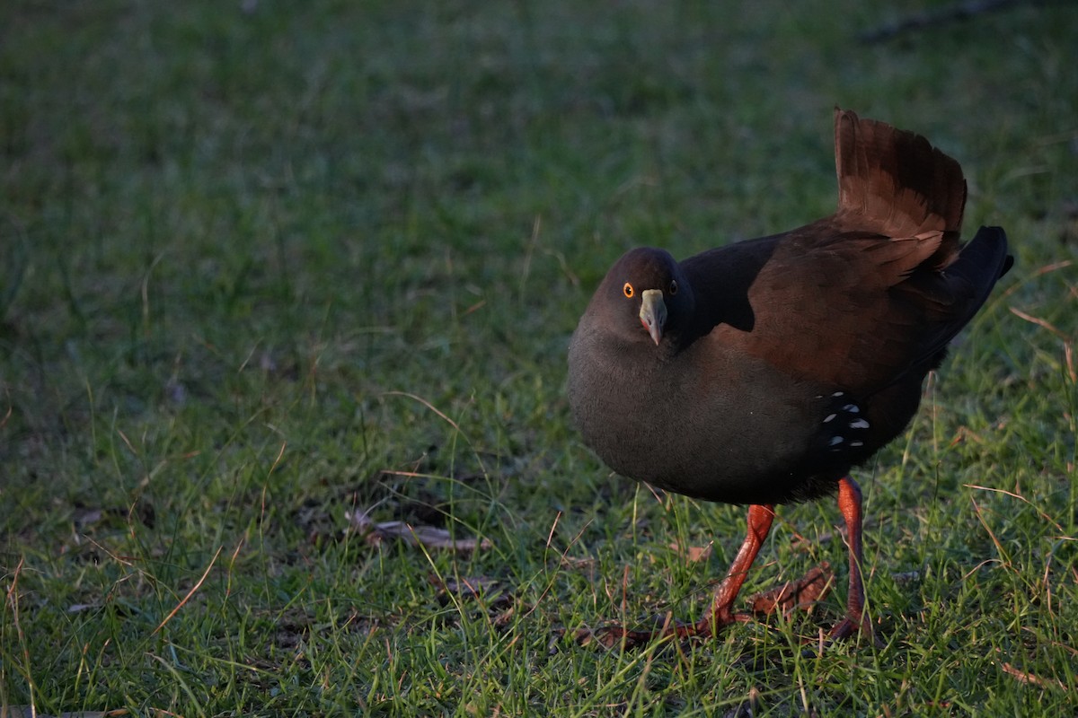 Black-tailed Nativehen - ML638312784