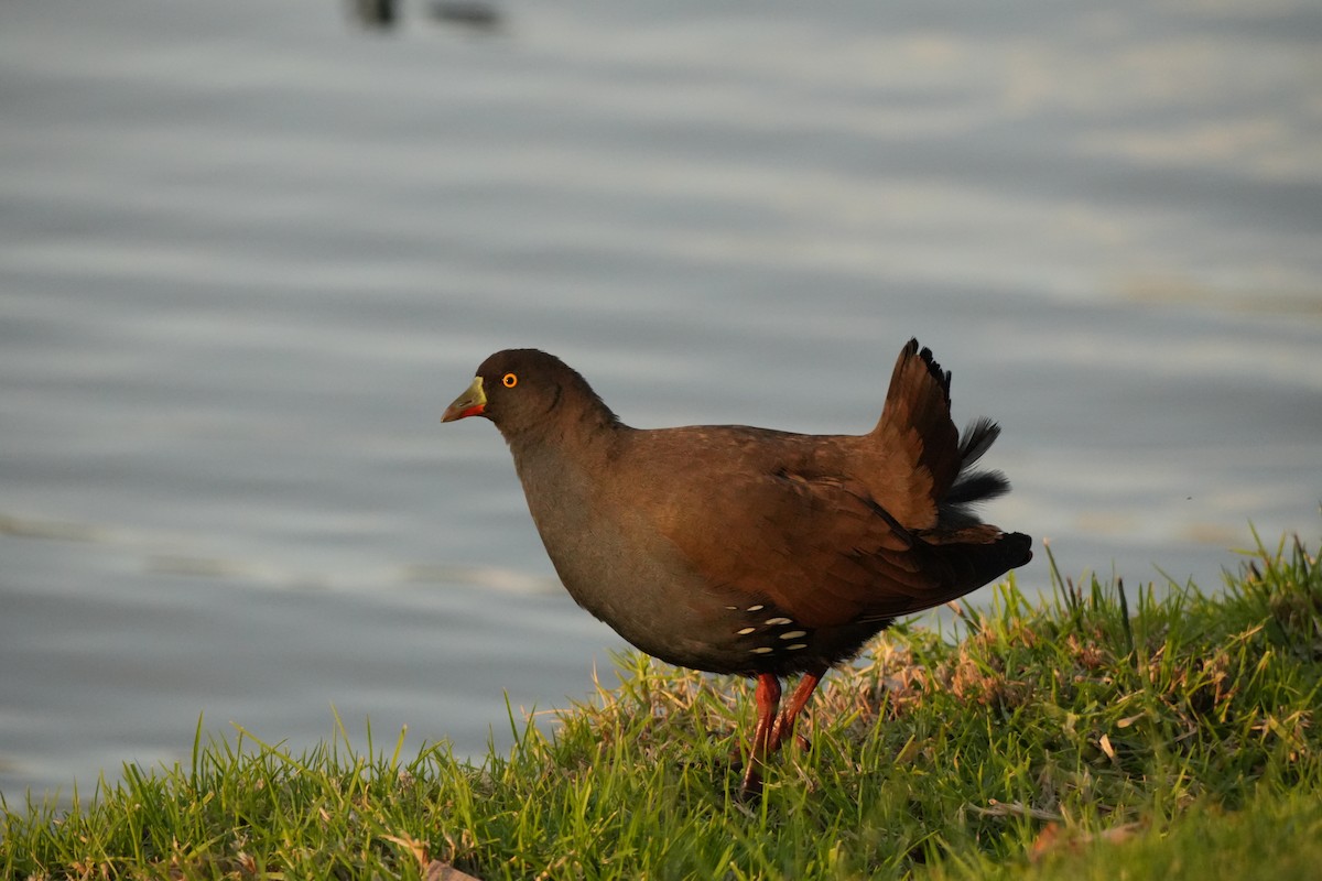 Black-tailed Nativehen - ML638312787