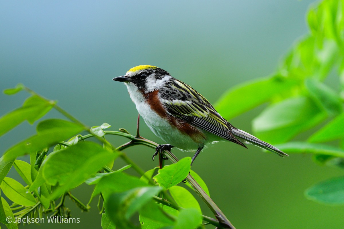 Chestnut-sided Warbler - ML638312791