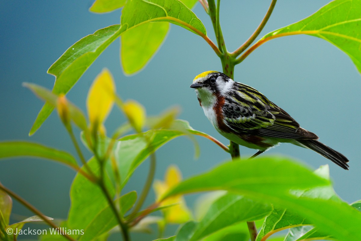 Chestnut-sided Warbler - ML638312792