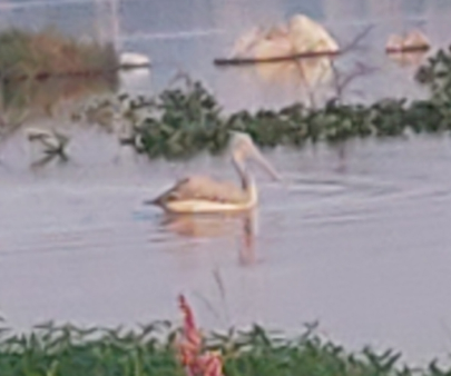 Spot-billed Pelican - ML638312797