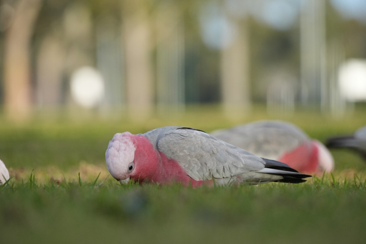 Galah - ML638312798