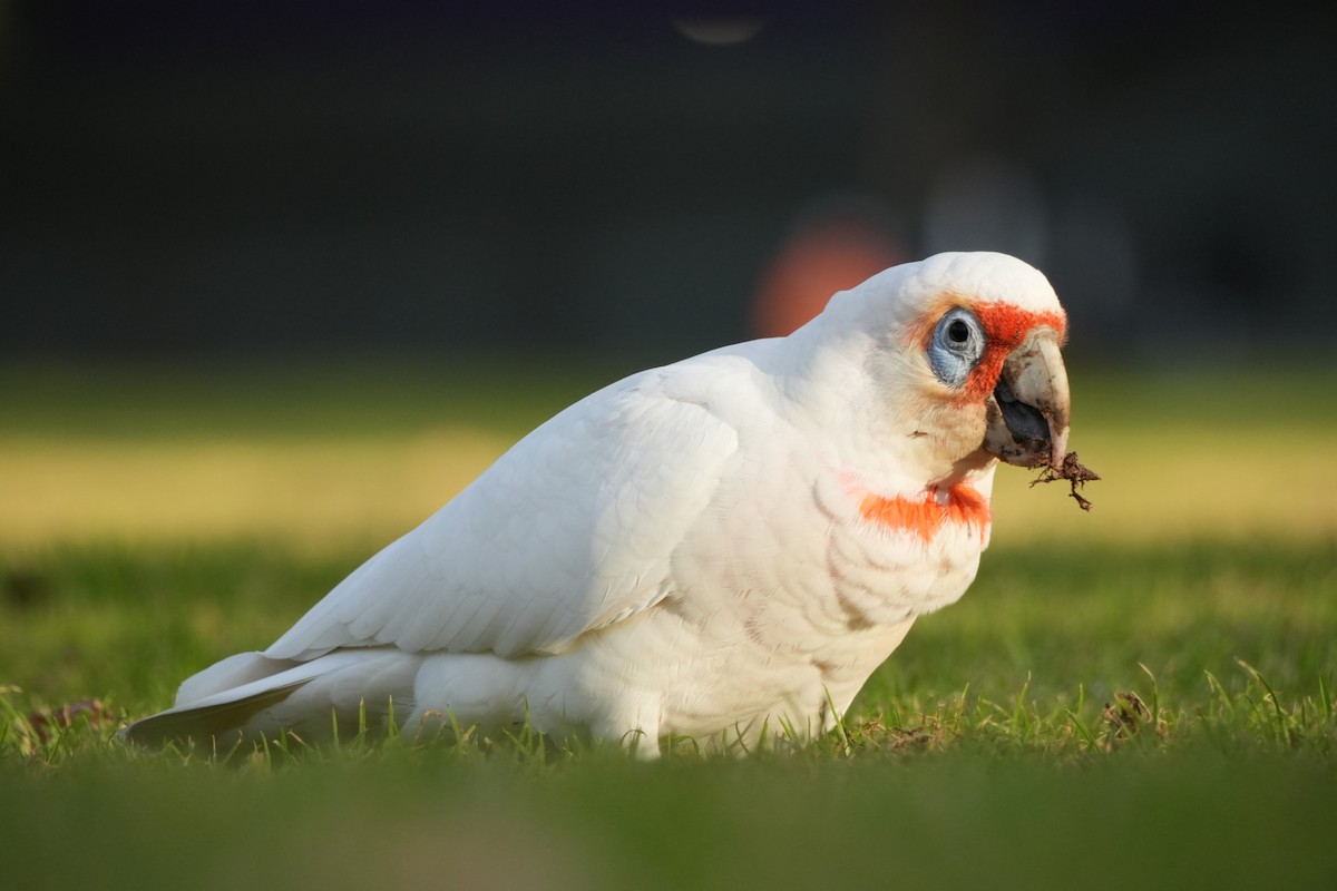 Long-billed Corella - ML638312799