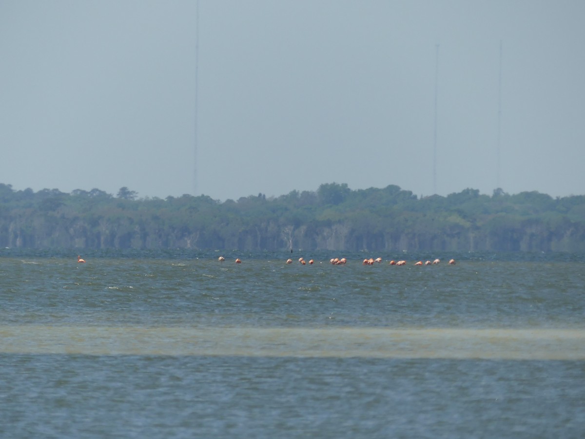 American Flamingo - ML638312800