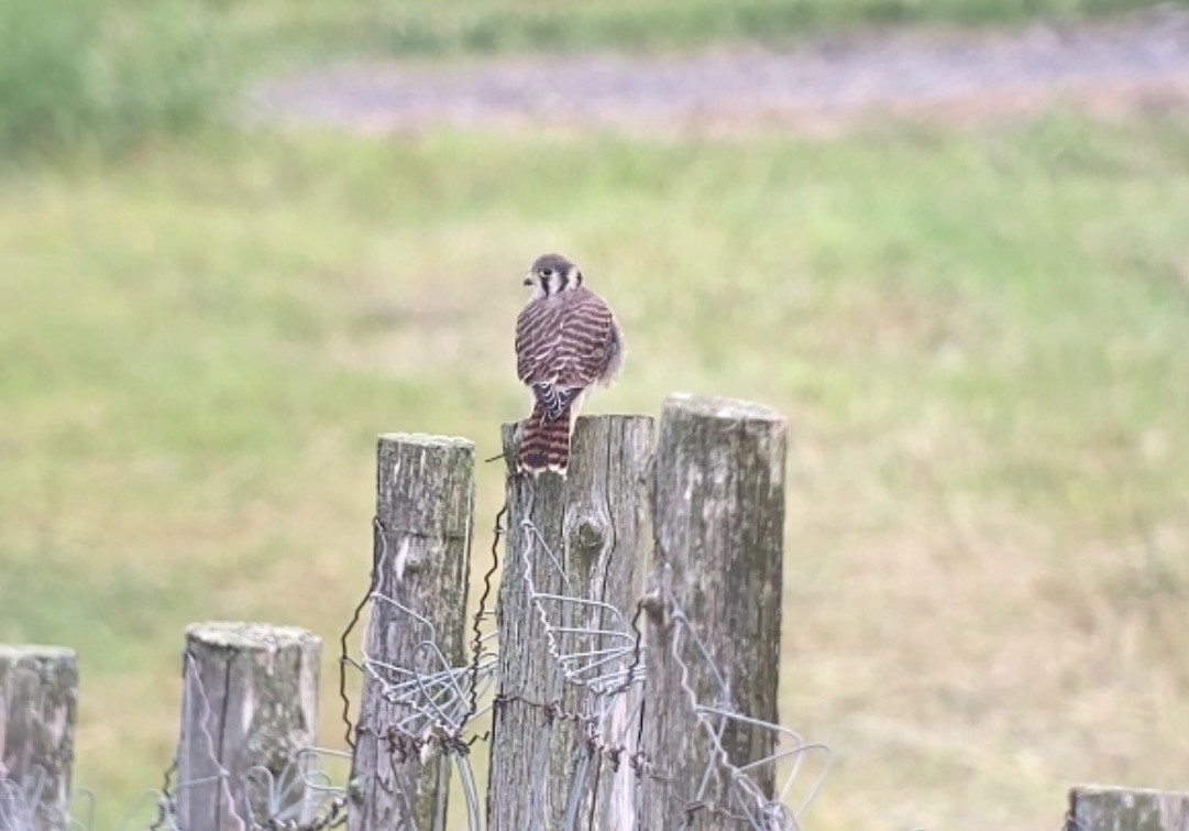 American Kestrel - ML638312803