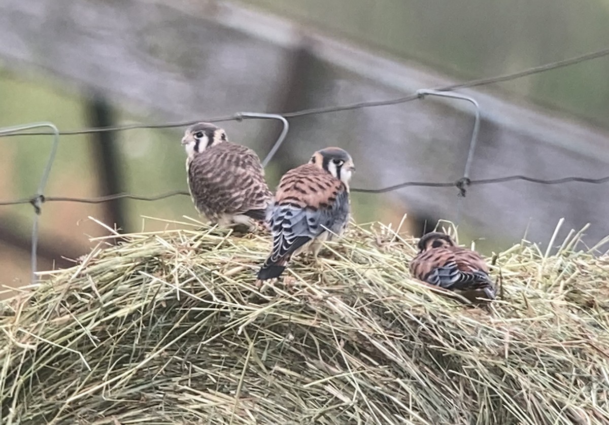 American Kestrel - ML638312804