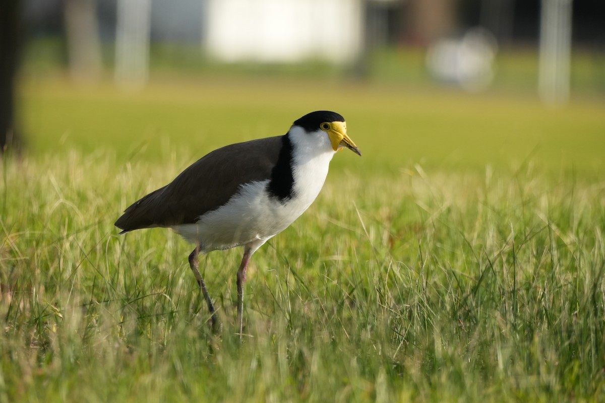Masked Lapwing - ML638312806