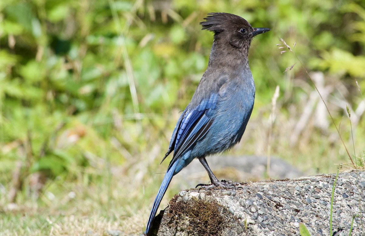 Steller's Jay (Coastal) - ML638312807