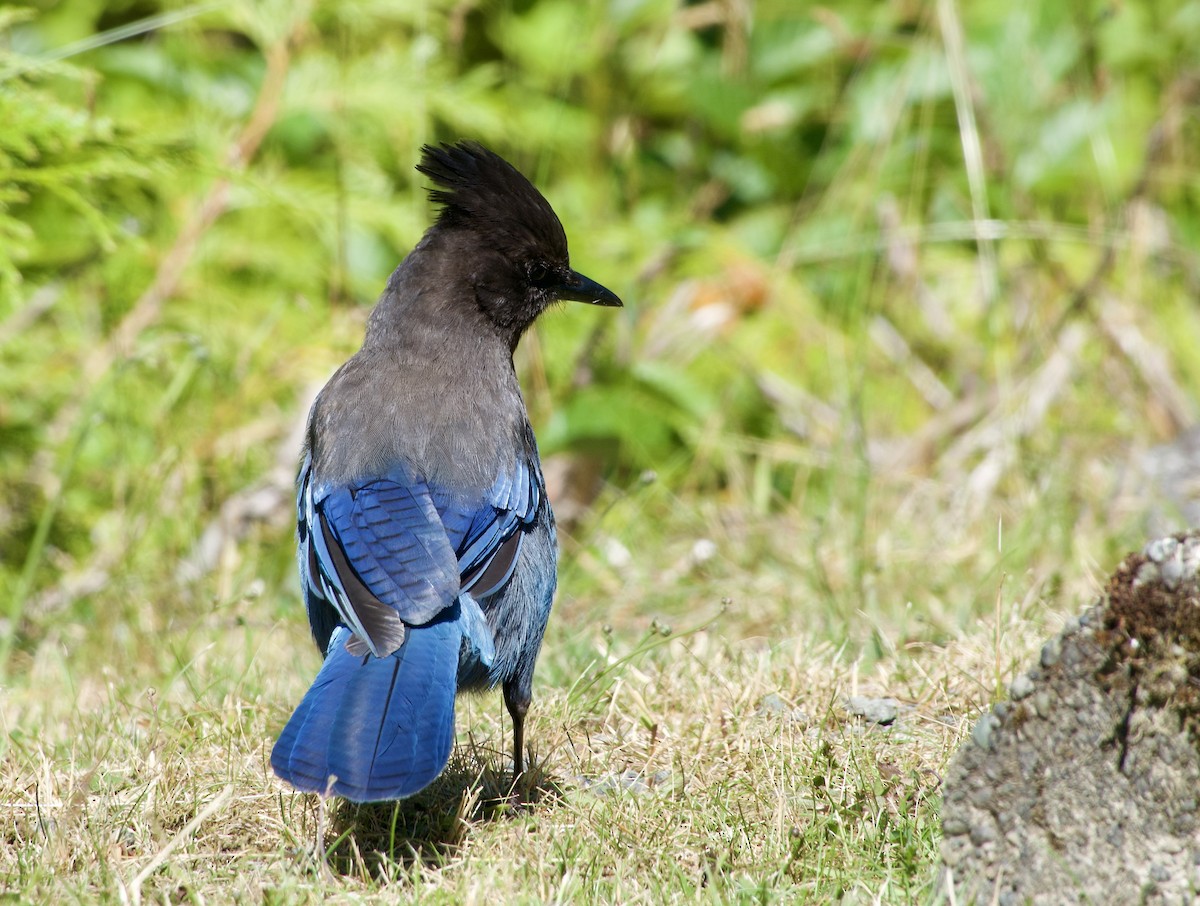 Steller's Jay (Coastal) - ML638312808