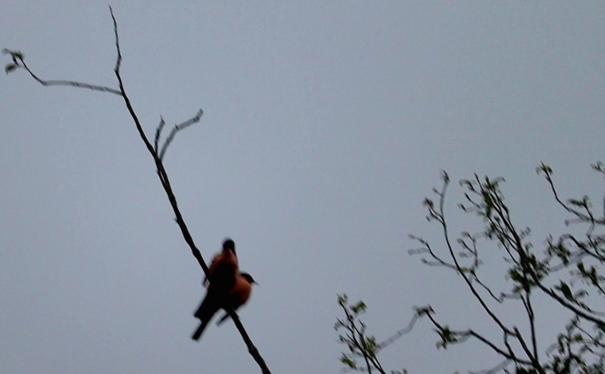 Rufous Sibia - ML638312812