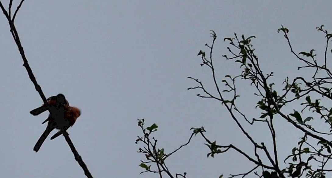 Rufous Sibia - ML638312813