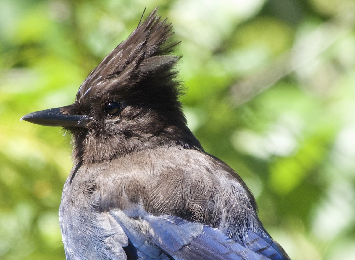 Steller's Jay (Coastal) - ML638312816