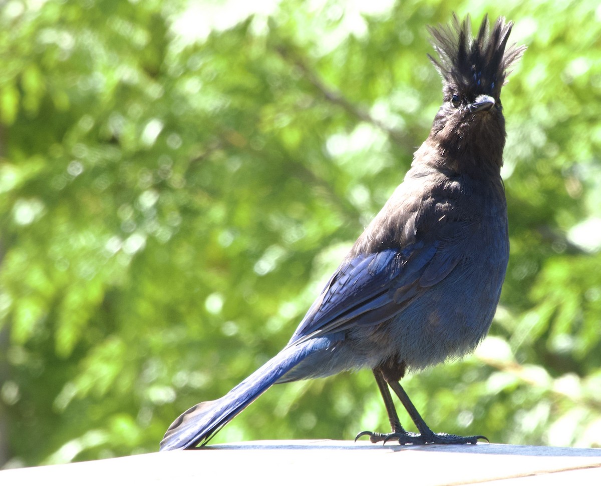 Steller's Jay (Coastal) - ML638312820