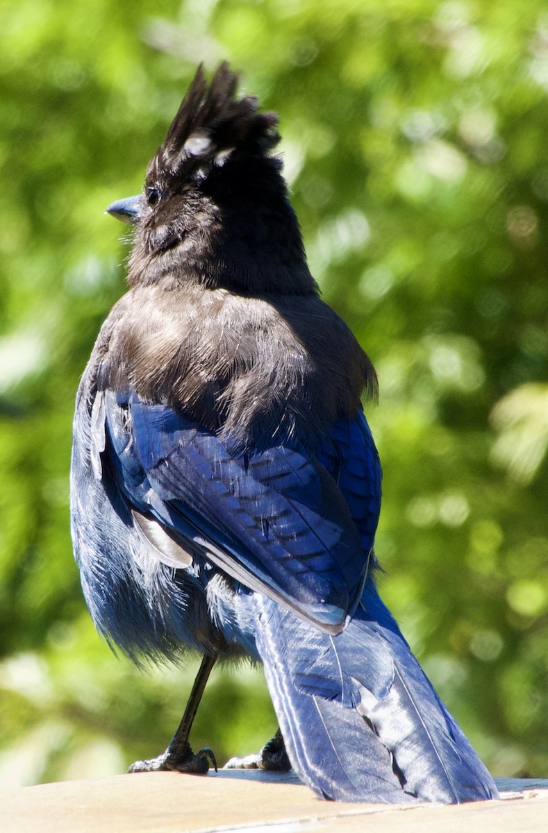 Steller's Jay (Coastal) - ML638312821