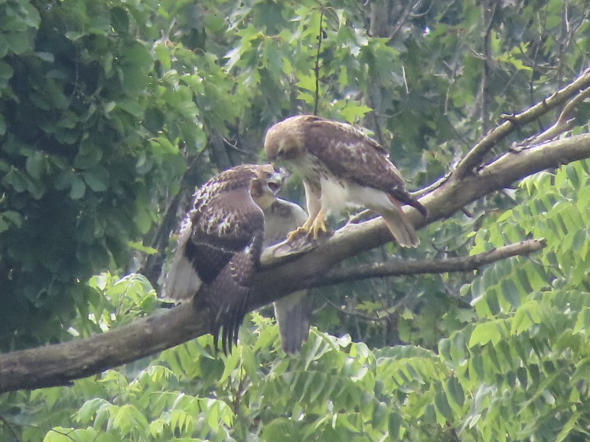 Red-tailed Hawk (borealis) - ML638312847