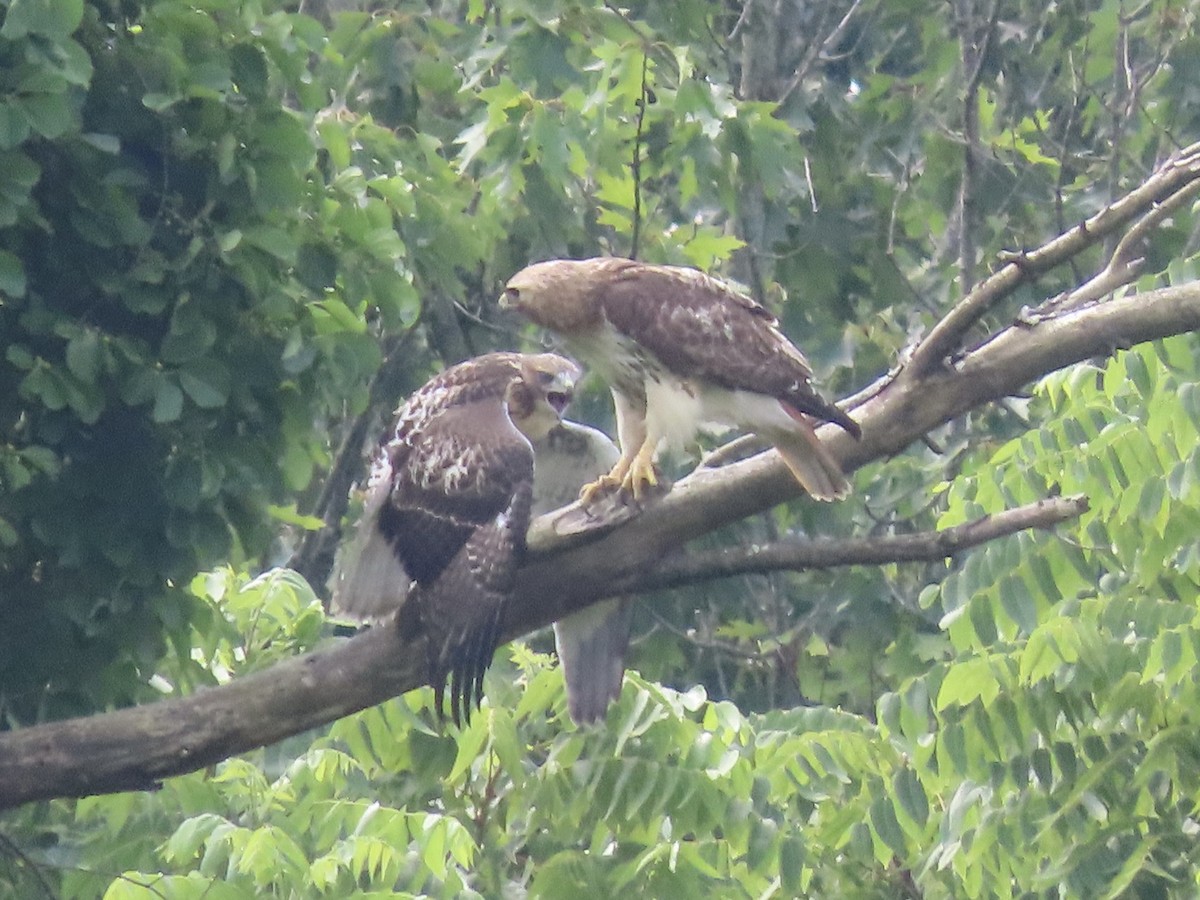 Red-tailed Hawk (borealis) - ML638312848
