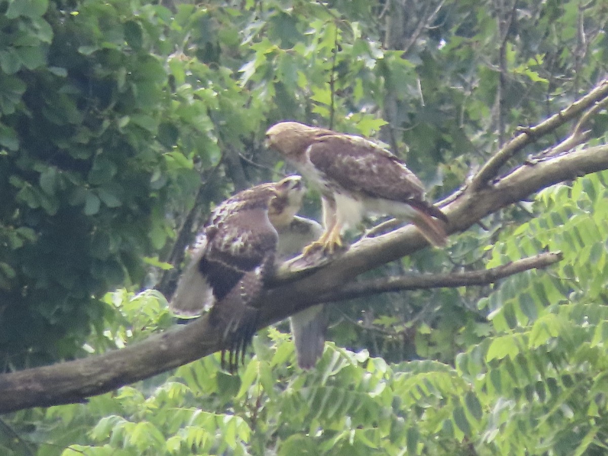 Red-tailed Hawk (borealis) - ML638312849