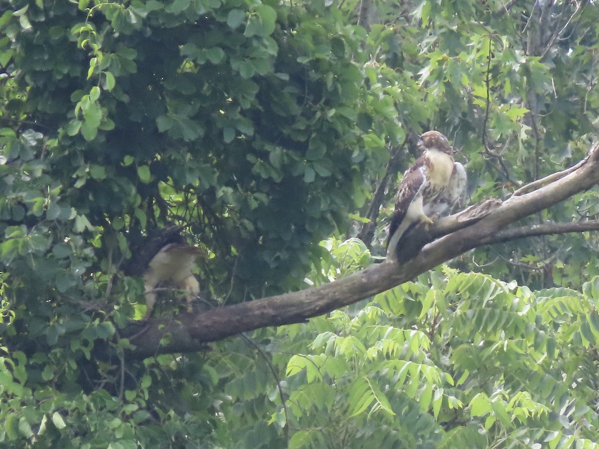 Red-tailed Hawk (borealis) - ML638312855