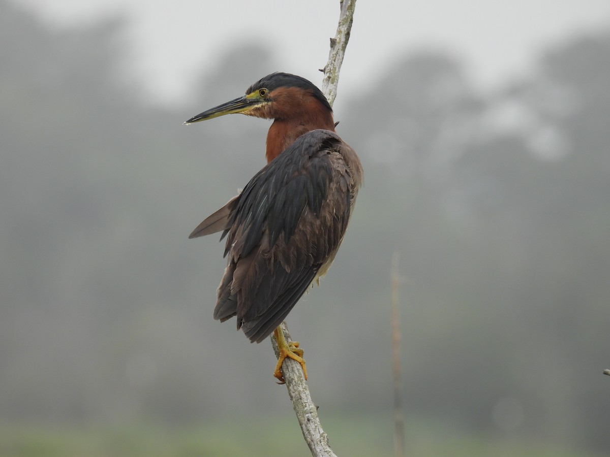 Green Heron - ML638312857