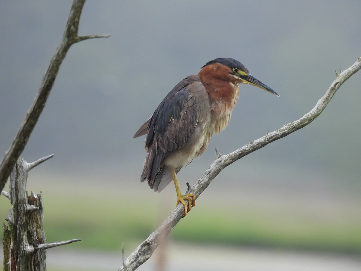Green Heron - ML638312858