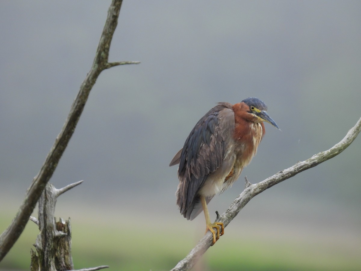 Green Heron - ML638312859