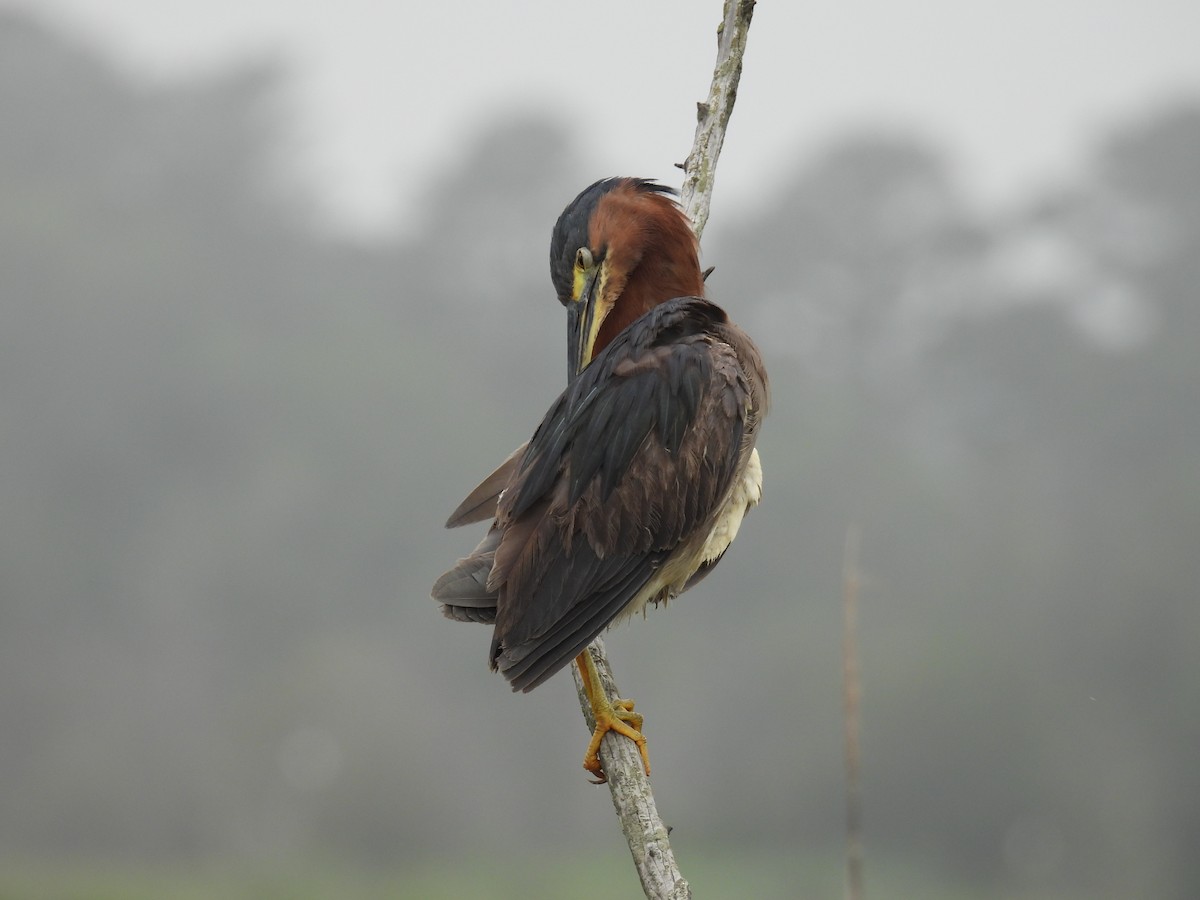 Green Heron - ML638312860