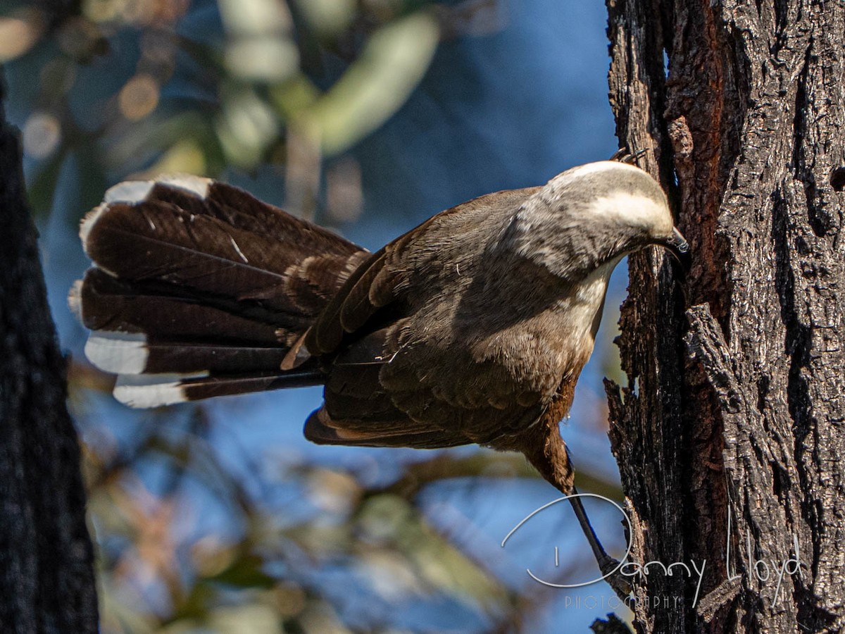 Gray-crowned Babbler - ML638312862