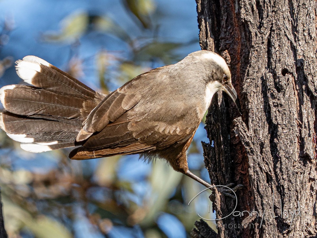 Gray-crowned Babbler - ML638312863