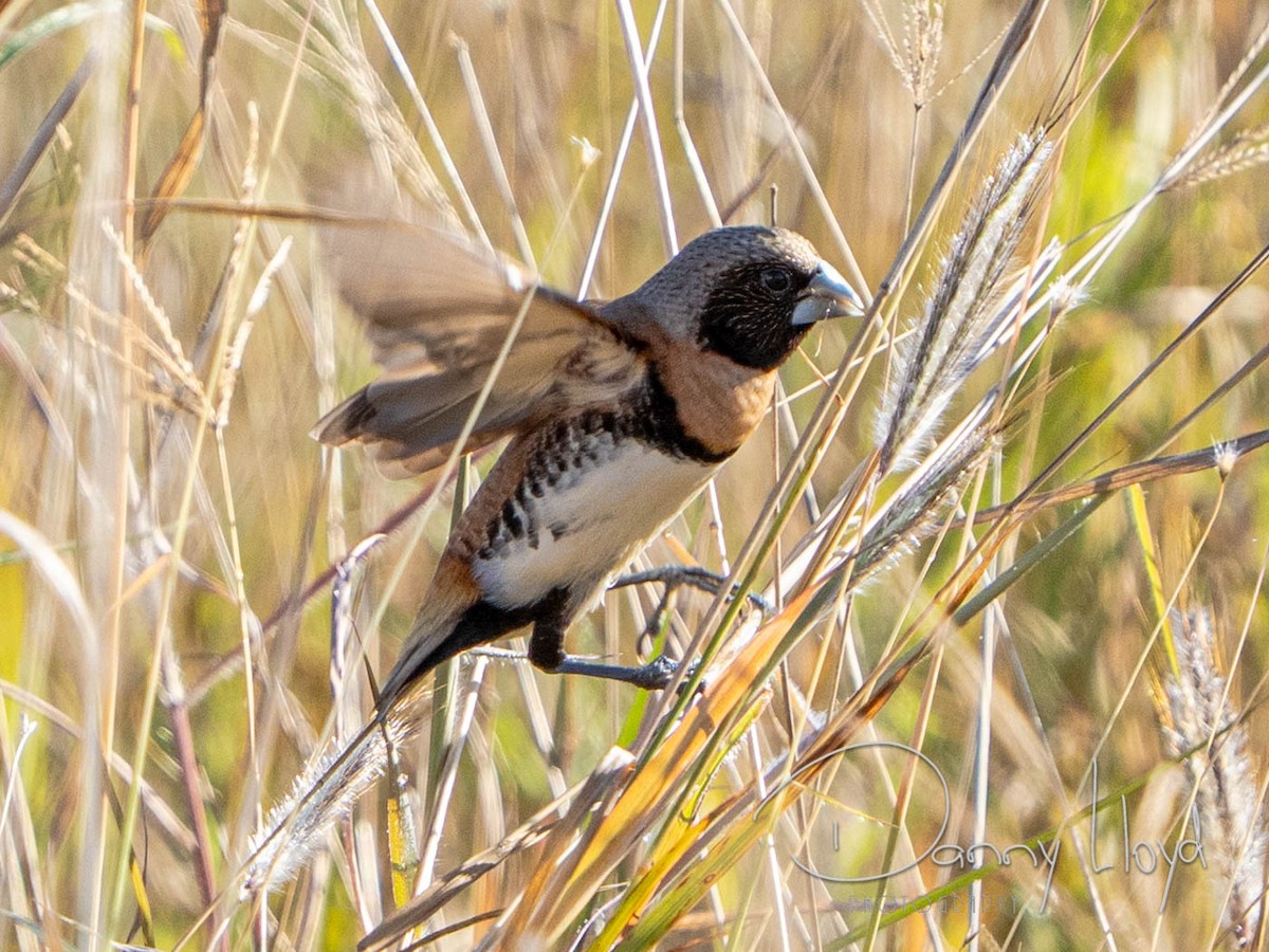 Chestnut-breasted Munia - ML638312872