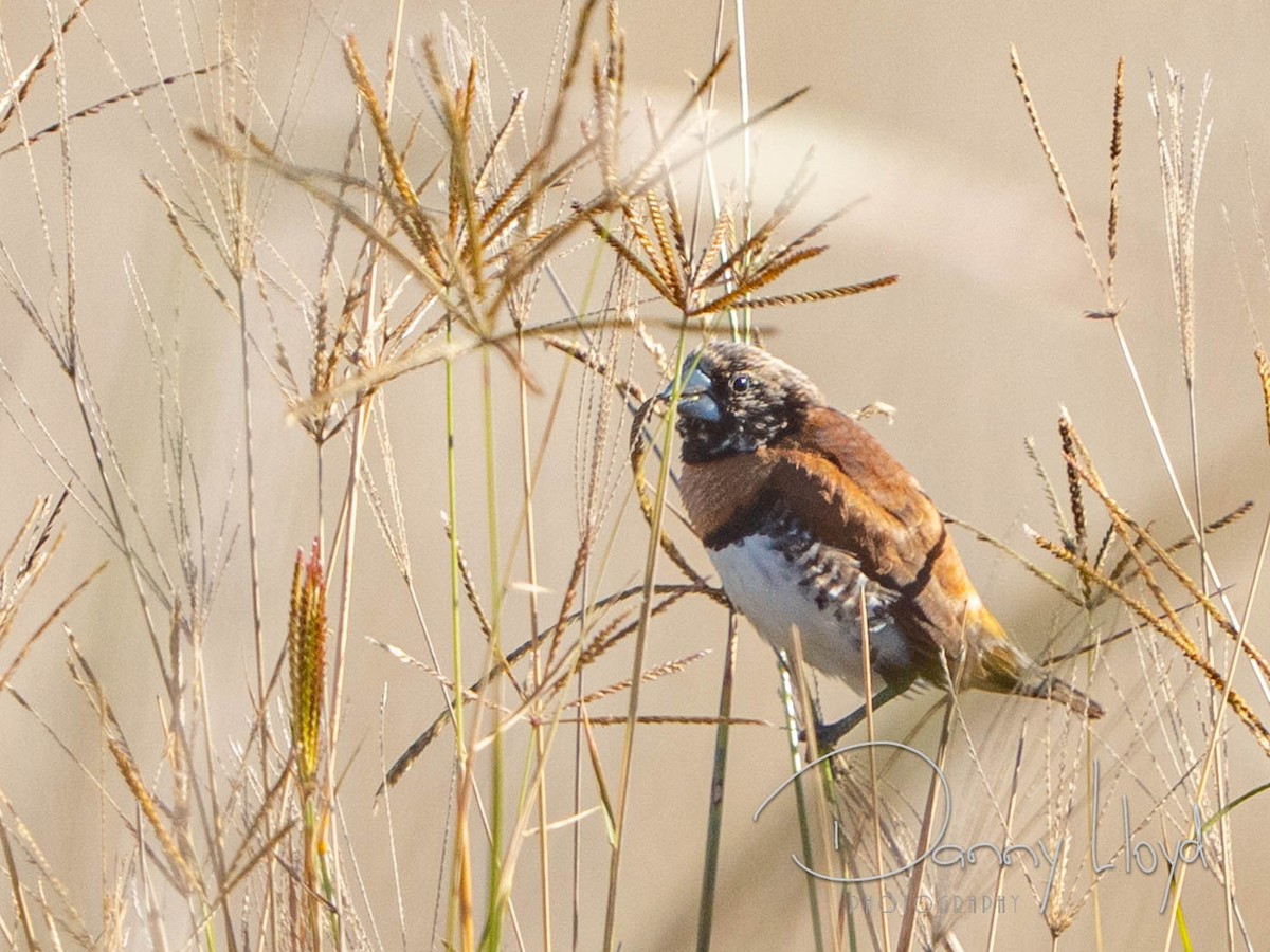 Chestnut-breasted Munia - ML638312873