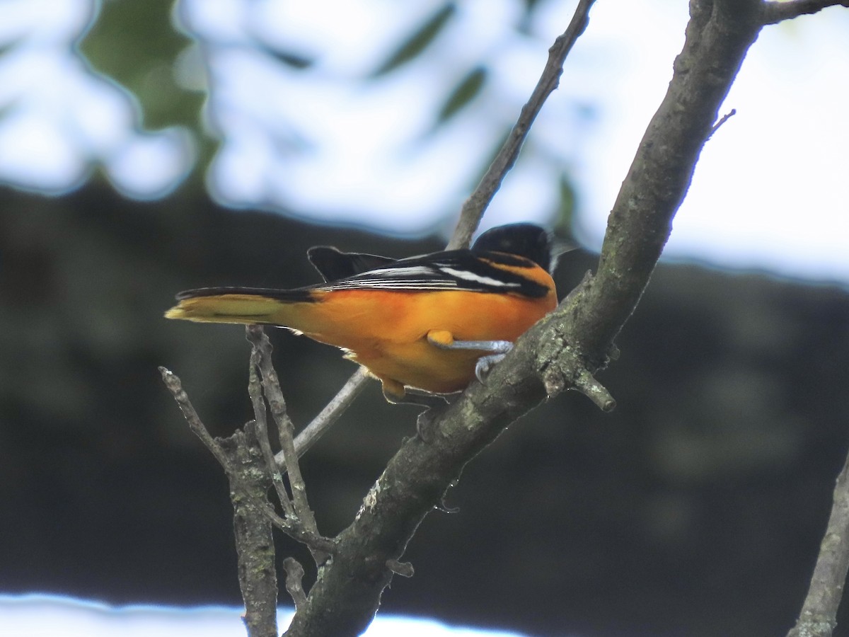 Baltimore Oriole - ML638312875
