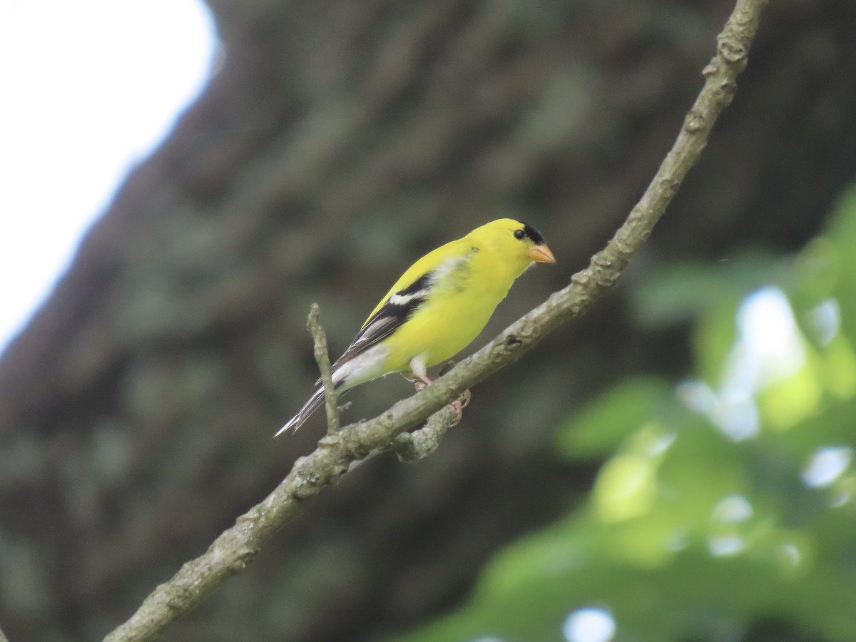 American Goldfinch - ML638312878