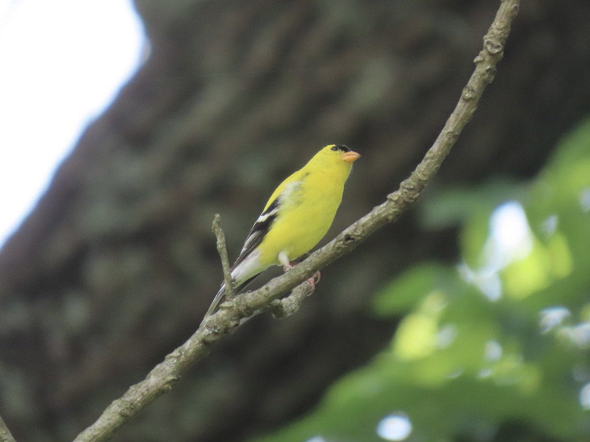 American Goldfinch - ML638312879