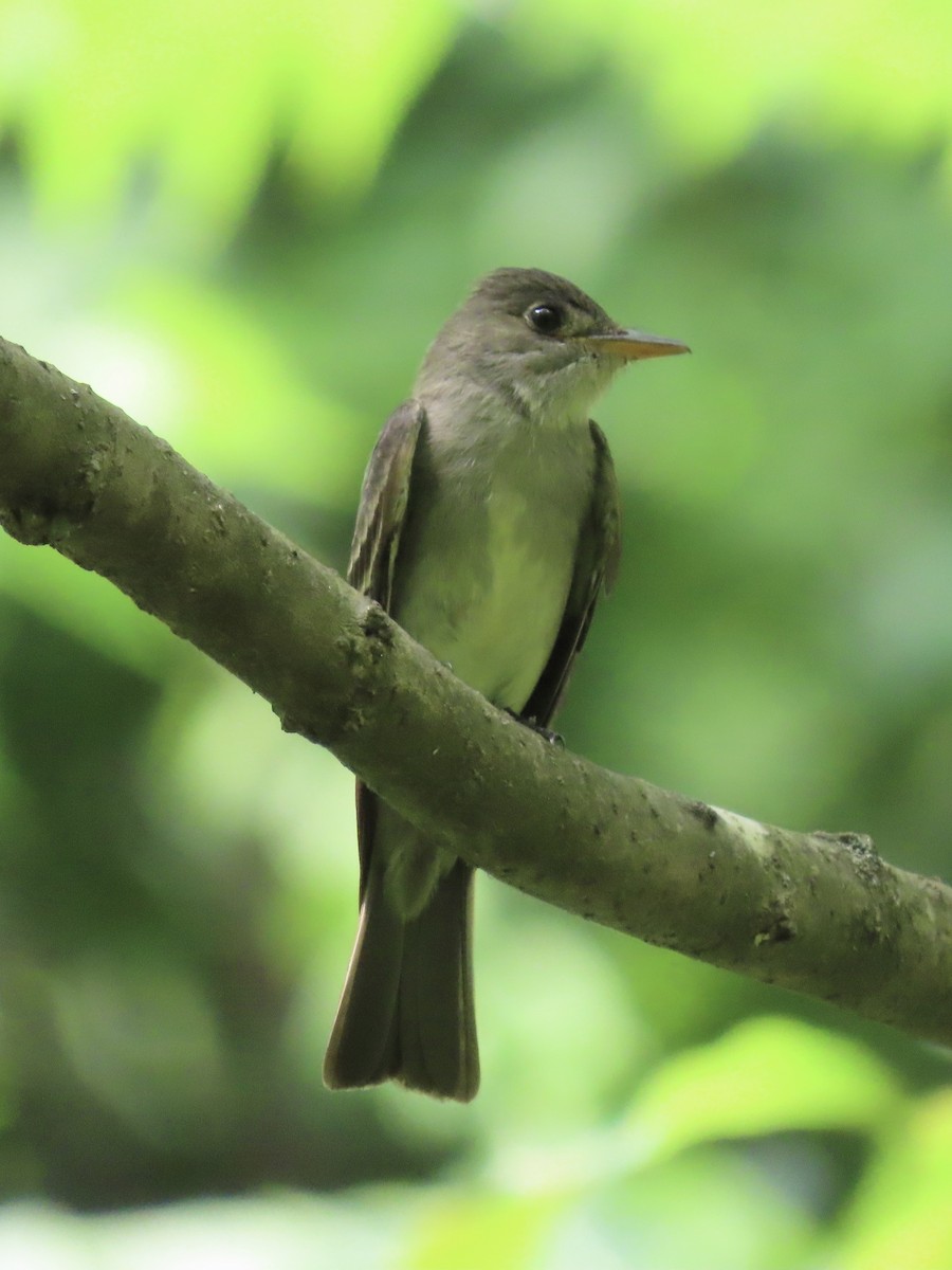 Eastern Wood-Pewee - ML638312881