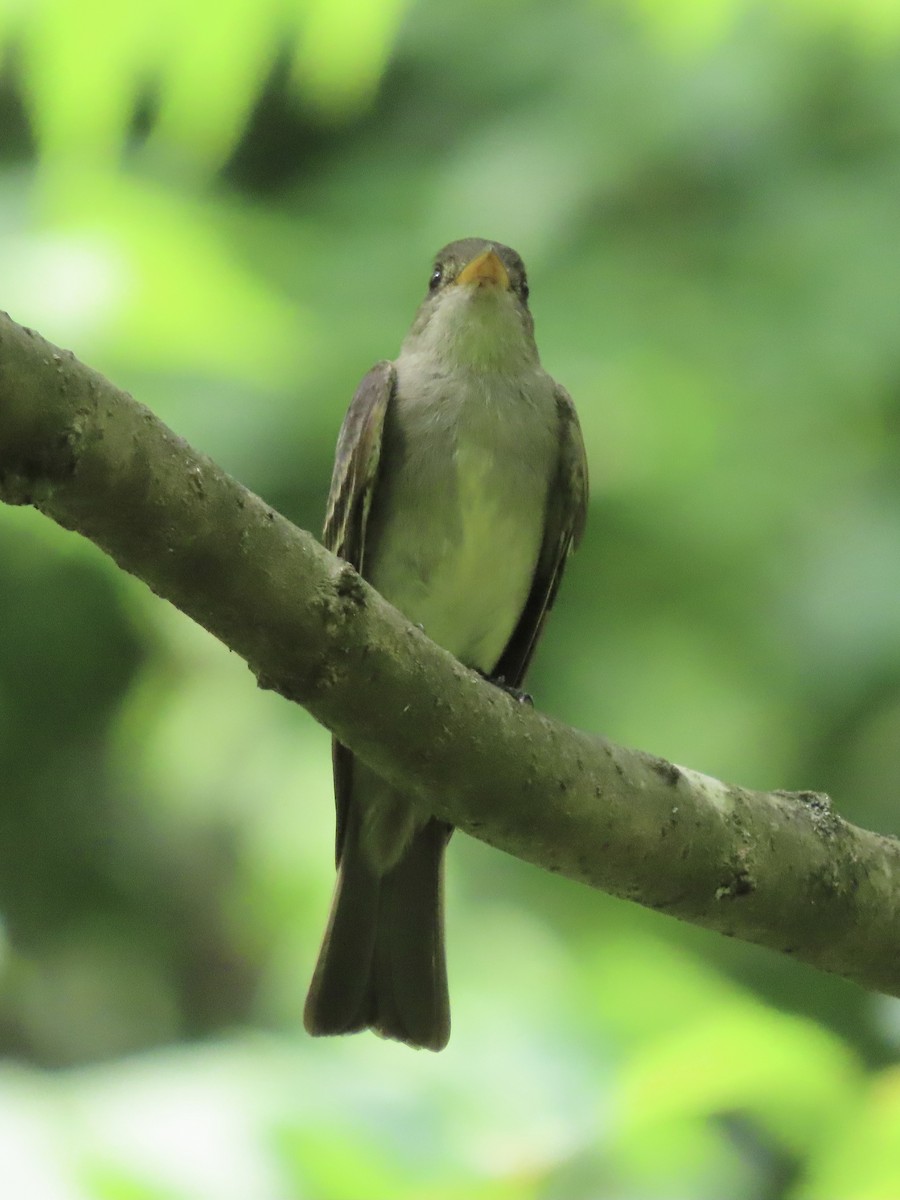 Eastern Wood-Pewee - ML638312882
