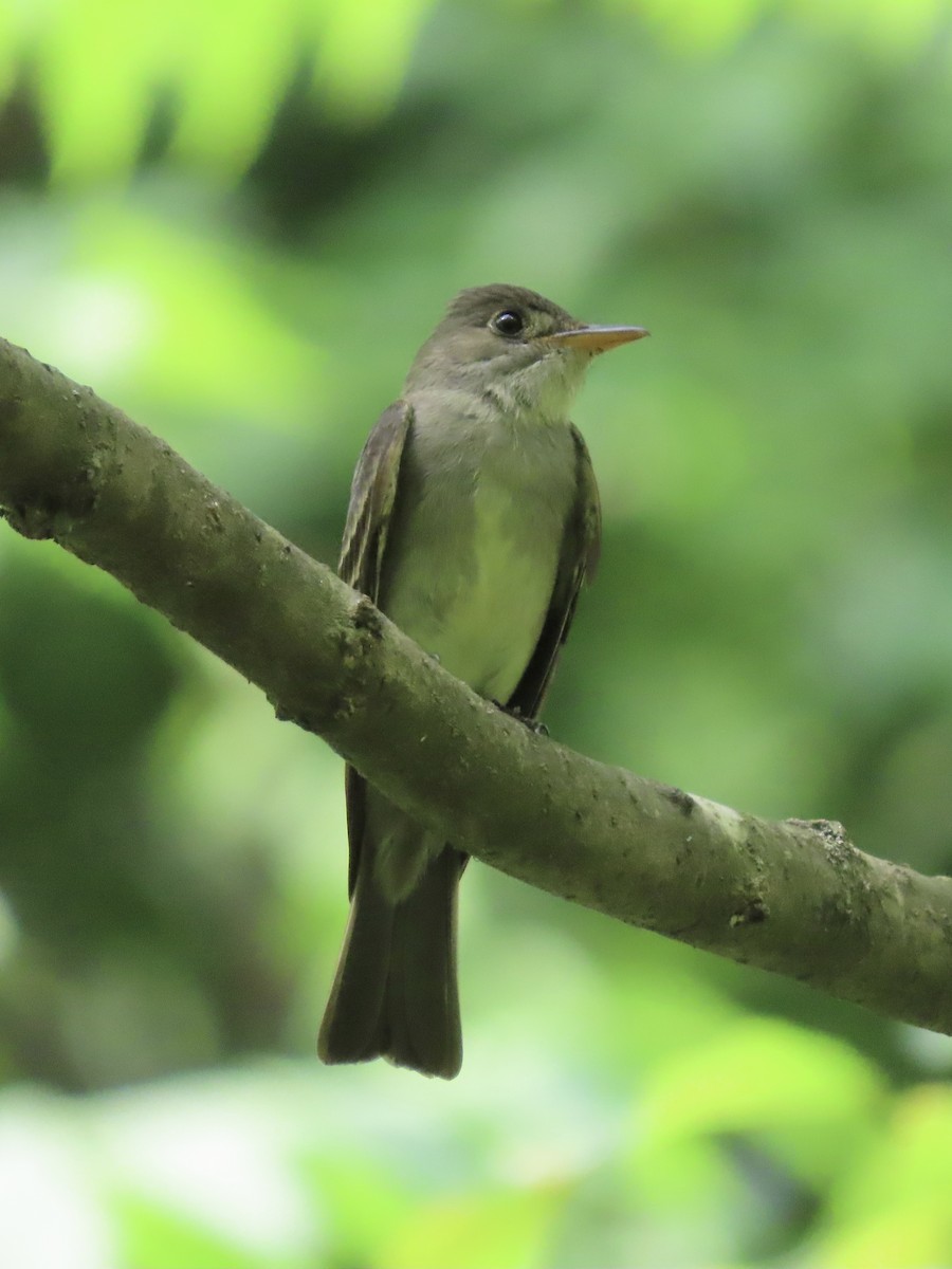 Eastern Wood-Pewee - ML638312883