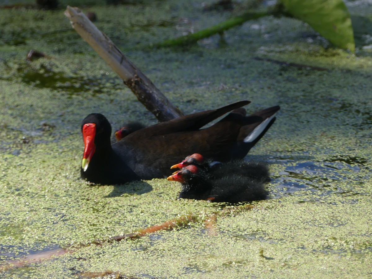 Common Gallinule - ML638312894