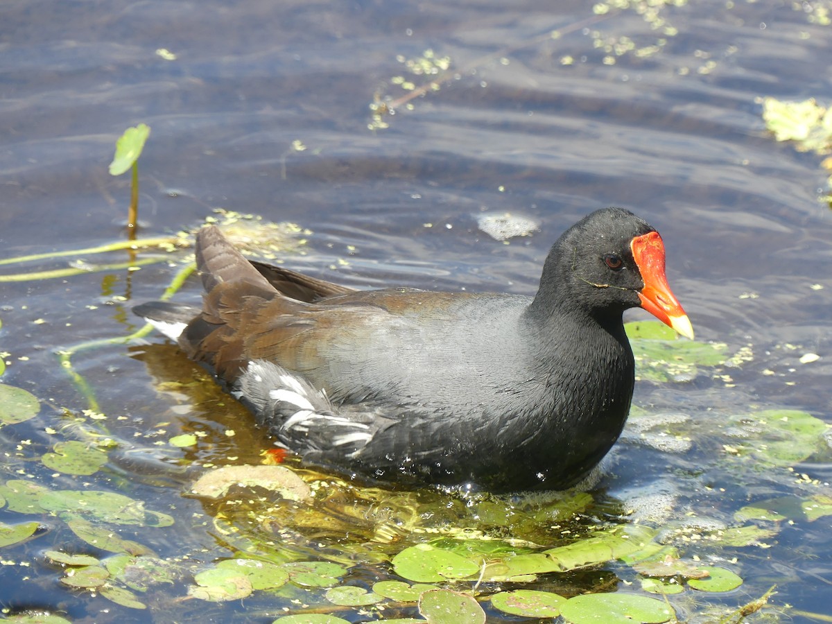 Common Gallinule - ML638312895