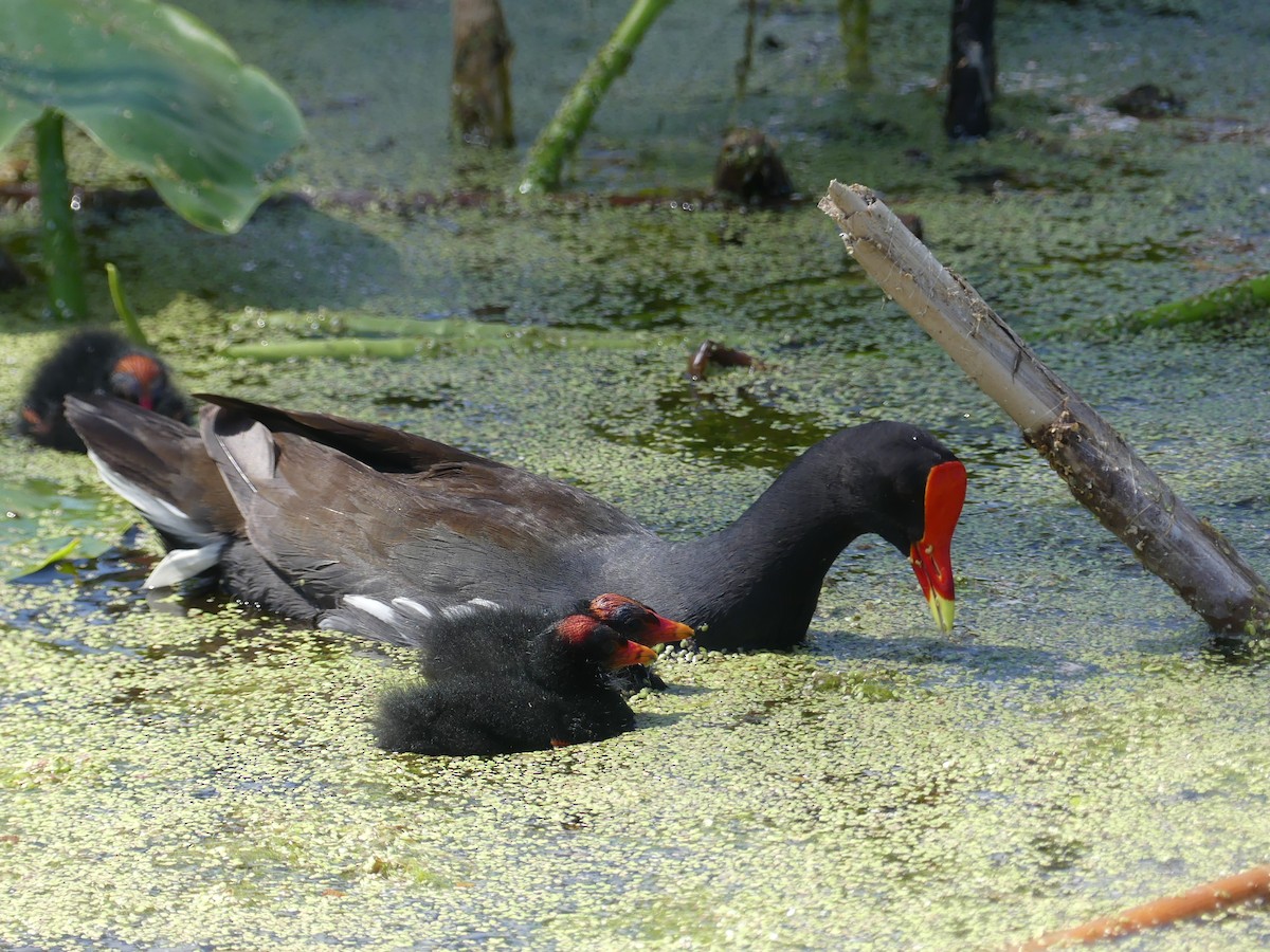 Common Gallinule - ML638312896