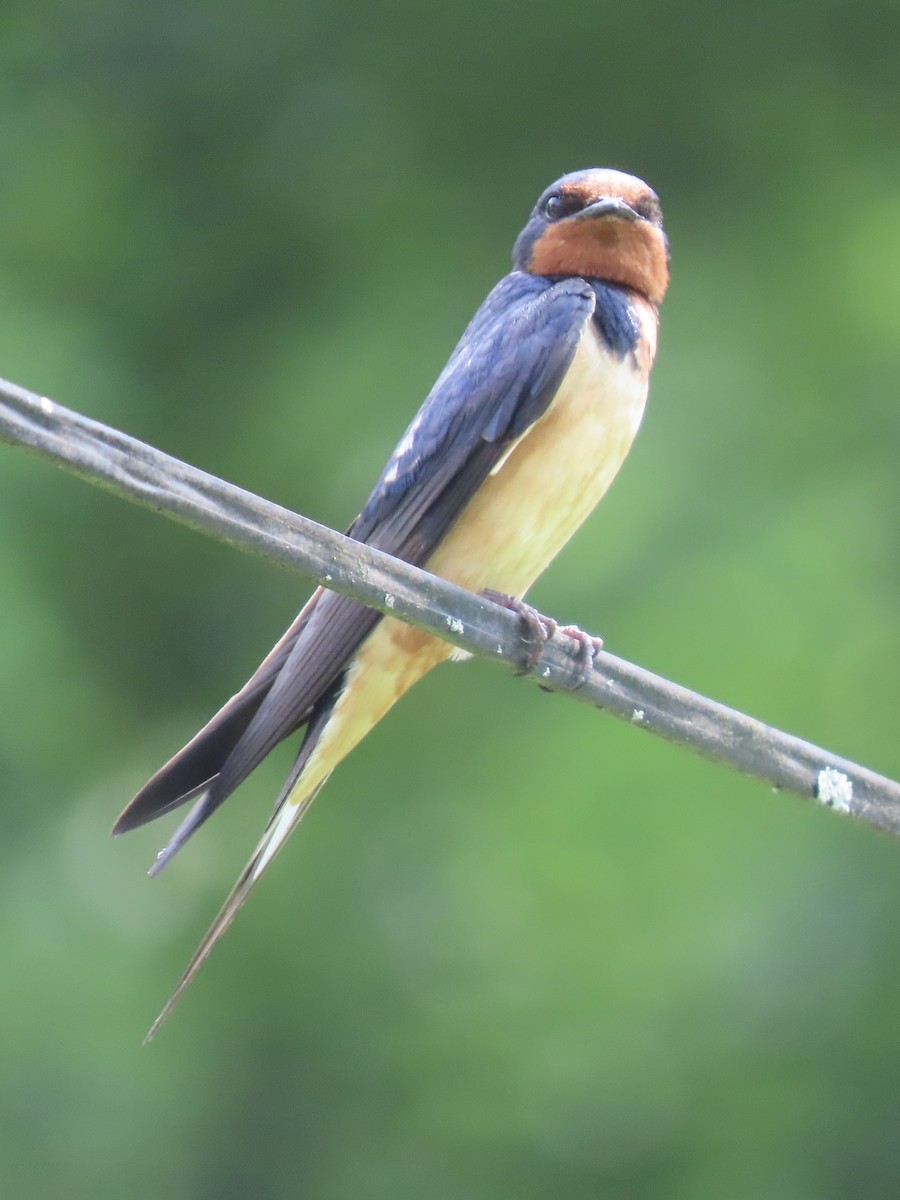 Barn Swallow (American) - ML638312909