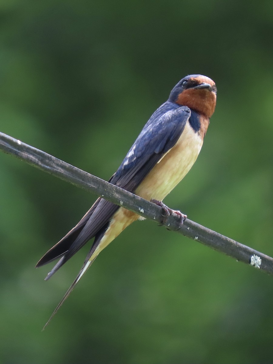 Barn Swallow (American) - ML638312910