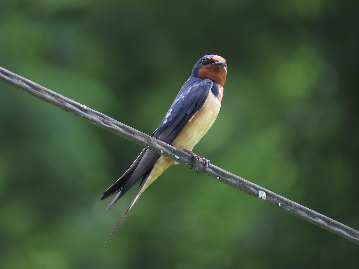 Barn Swallow (American) - ML638312912