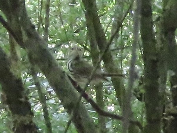 カマドムシクイ - ML638312914