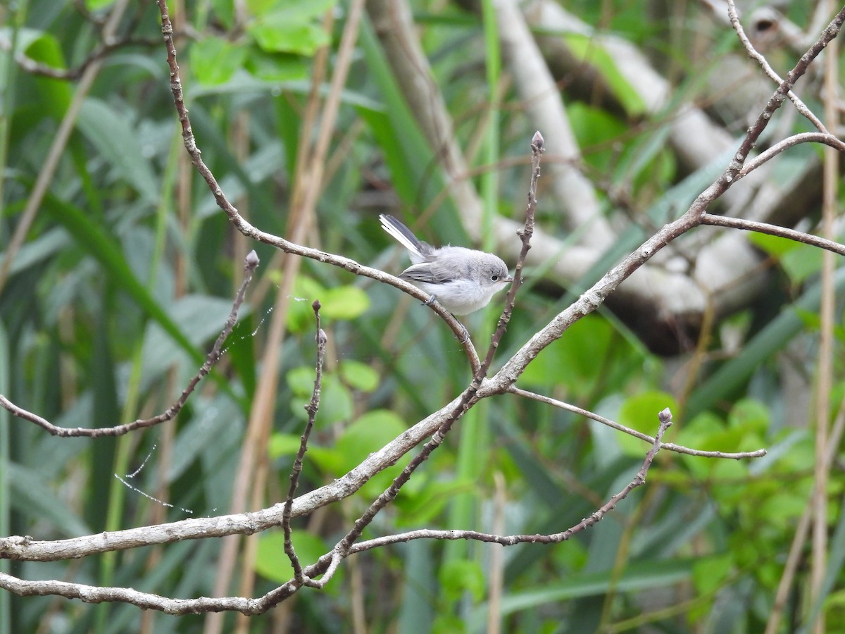Blue-gray Gnatcatcher - ML638312916