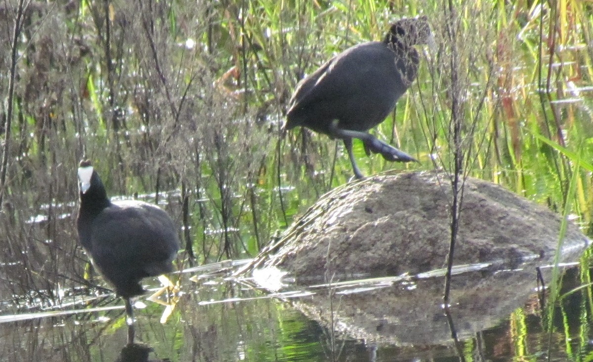 Red-knobbed Coot - ML638312918