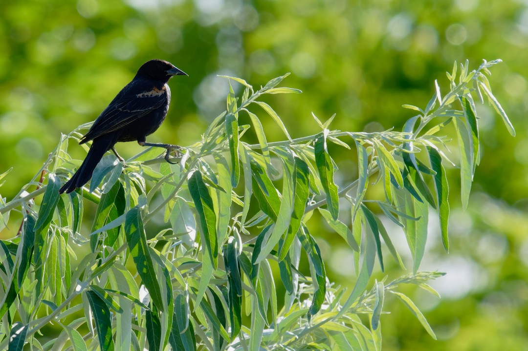 Red-winged Blackbird - ML638312926