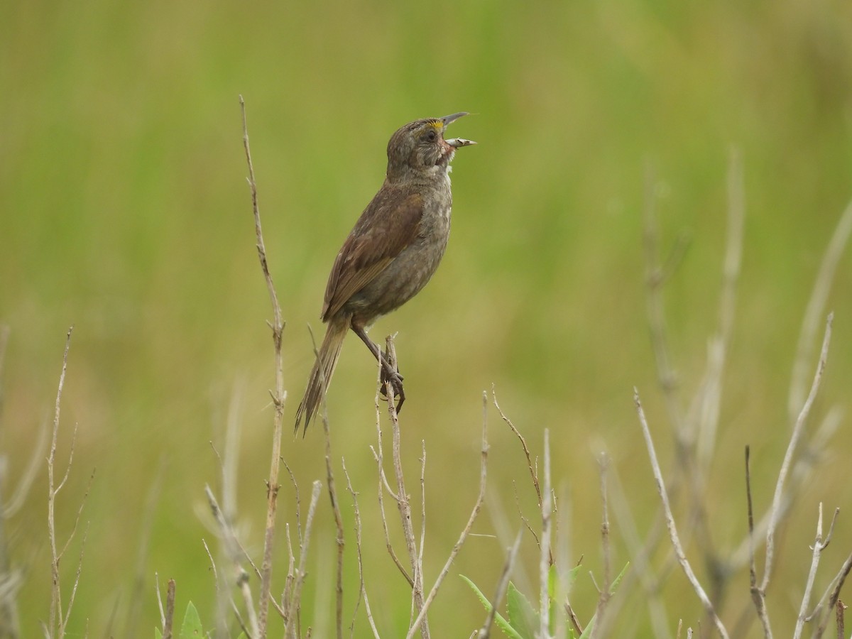 Seaside Sparrow - ML638312936